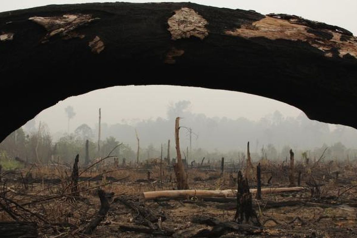 taman nasional, Taman Nasional Tesso Nilo, Tesso Nilo, Riau, Taman Nasional, tesso nilo pelalawan, tesso nilo, tesso nilo riau, tesso nilo kasus, sejarah taman nasional Tesso Nilo, sejarah Tesso Nilo, taman nasional tesso nilo kabupaten pelalawan riau, mengenal Taman Nasional Tesso Nilo, mengenal Tesso Nilo, Mengenal Taman Nasional Tesso Nilo, Rumah Gajah Sumatra yang Terjepit Perkebunan Sawit dan Perebutan Lahan, Sejarah Panjang, dari HPH hingga Menjadi Kawasan Konservasi, Letak Geografis dan Karakter Tanah, Kekayaan Keanekaragaman Hayati, Fauna Tesso Nilo, dari Harimau Sumatra hingga Katak Serasah, Destinasi Wisata Alam dan Edukasi Konservasi, Ancaman Perusakan dan Harapan Konservasi