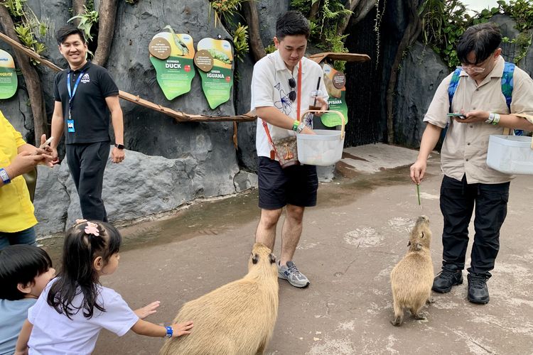aktivitas di  Marine Safari Bali, wisata di  Marine Safari Bali, harga tiket  Marine Safari Bali, Marine Safari Bali di mana, tips wisata ke  Marine Safari Bali, Wisata Seharian di Marine Safari Bali, Bisa Ngapain Saja?, 1. Bersantap di Varuna Bali, 2. Keliling zona satwa, 3. Memberi makan kapibara, 4. Menonton atraksi lumba-lumba, 5. Menyelam di kolam hiu