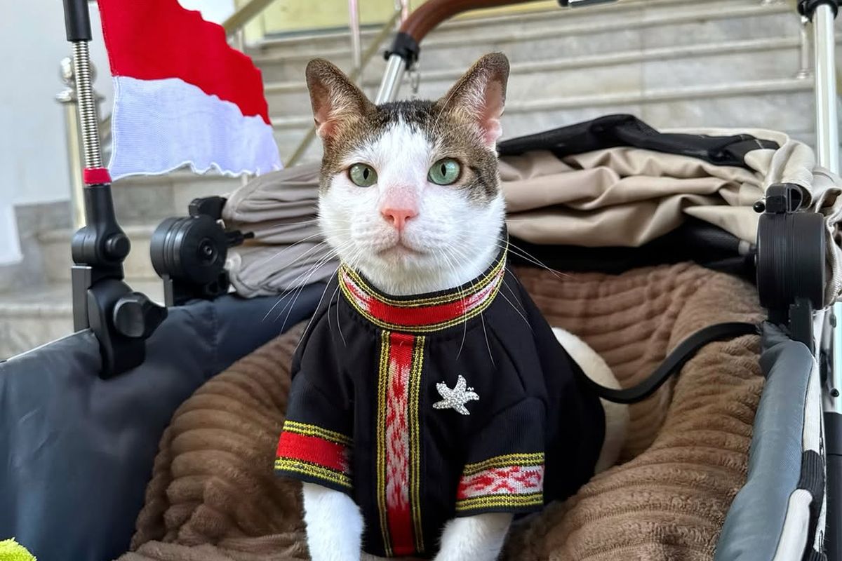 Kain Tenun, tenun Tanimbar, tenun ikat Tanimbar, kucing Prabowo Subianto, Bobby Kertanegara, bobby kertanegara kucing prabowo, tenun tanimbar berasal dari daerah, kucing prabowo bobby, Kucing Prabowo Bobby Kertanegara Pakai Tenun Ikat Tanimbar di HUT Ke-80 RI, Hasil dari keterampilan turun-temurun, Punya motif yang berbeda-beda, Penenun adalah perempuan, Warnanya sudah bervariasi