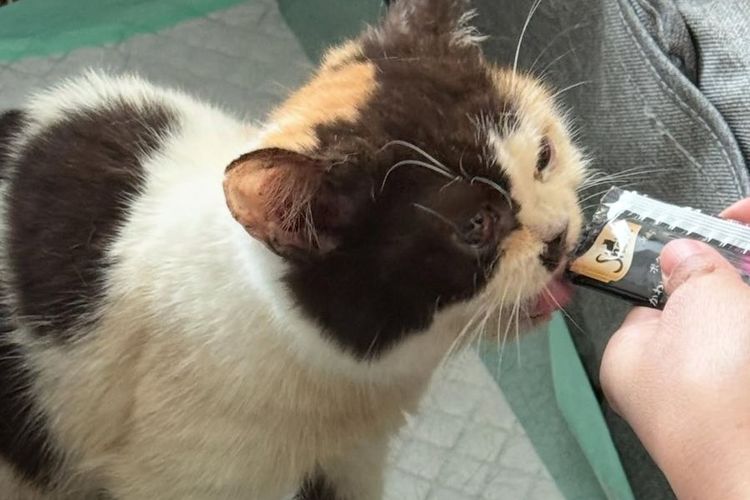 kucing, Sherina Munaf, Uya Kuya, rumah uya kuya, rumah uya kuya didatangi massa, rumah uya kuya dijarah, kucing Uya Kuya, kucing uya kuya ditemukan, kucing uya kuya dijarah, Sherina Munaf jadi saksi penjarahan rumah Uya Kuya, Kasus Penjarahan Rumah Artis Uya Kuya, Polisi Akan Periksa Sherina Munaf soal Kucing