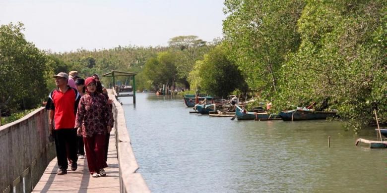 destinasi wisata, hutan mangrove, wisata mangrove, 5 Wisata Mangrove di Indonesia, Bisa Jalan di Jembatan Sambil Pesisir Laut, 1. Taman Wisata Alam Angke Kapuk , 2. Hutan Mangrove Karimunjawa    , 3. Hutan Mangrove Kulon Progo , 4. Hutan Mangrove Bedul, 5. Hutan Mangrove Tarakan