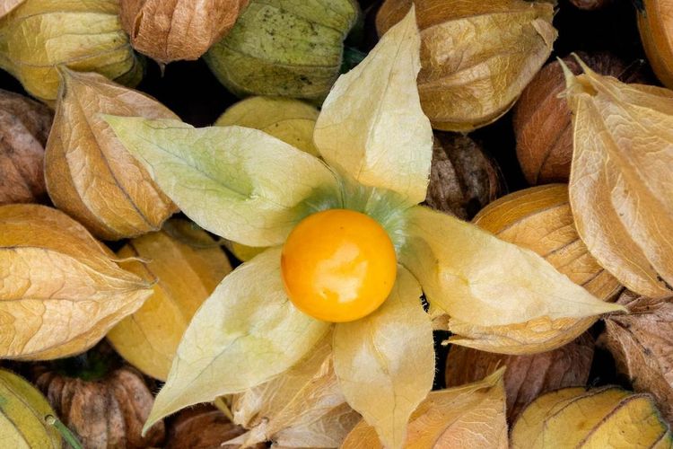 cara mengolah ciplukan, rebusan ciplukan, ciplukan untuk darah tinggi, cara membuat minuman ciplukan, Cara Mengolah Ciplukan untuk Menurunkan Darah Tinggi, Ini Bahannya!