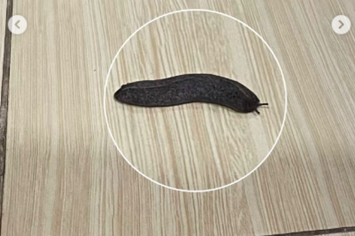 siput bugil, Siput Tanpa Cangkang Ternyata Bisa Membawa Penyakit, Ini Cara Mengusirnya, 1. Lakukan pencarian siput pada pagi, senja, dan saat hujan, 2. Hilangkan tempat persembunyian, 3. Siram tanaman lebih awal pada siang hari, 4. Tanam tanaman yang tidak disukai siput, 5. Gunakan perangkap kardus, 6. Buat perangkap buatan untuk menenggelamkan siput, 7. Pertimbangkan umpan komersial berbahan besi fosfat