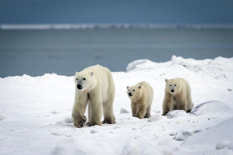 perubahan iklim, beruang kutub, Svalbard, Bukan Makin Kurus, Beruang Kutub Justru Tambah Gendut Saat Es Menyusut Cepat