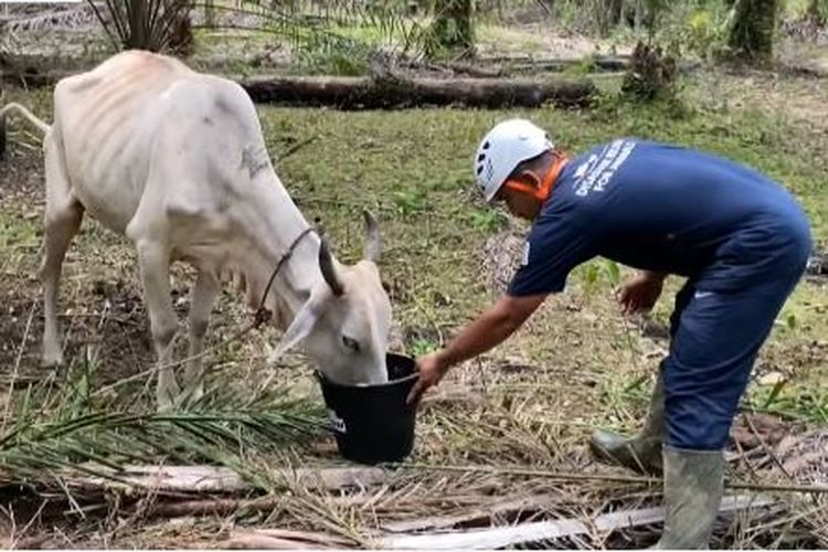 anabul, Tapanuli Selatan, animal rescuer, Anabul, Banjir Tapanuli Selatan, banjir sumatera, bencana banjir dan longsor sumatera, Relawan Selamatkan Anabul dan Ternak Terdampak Bencana di Tapsel, Tembus Lokasi Terisolasi