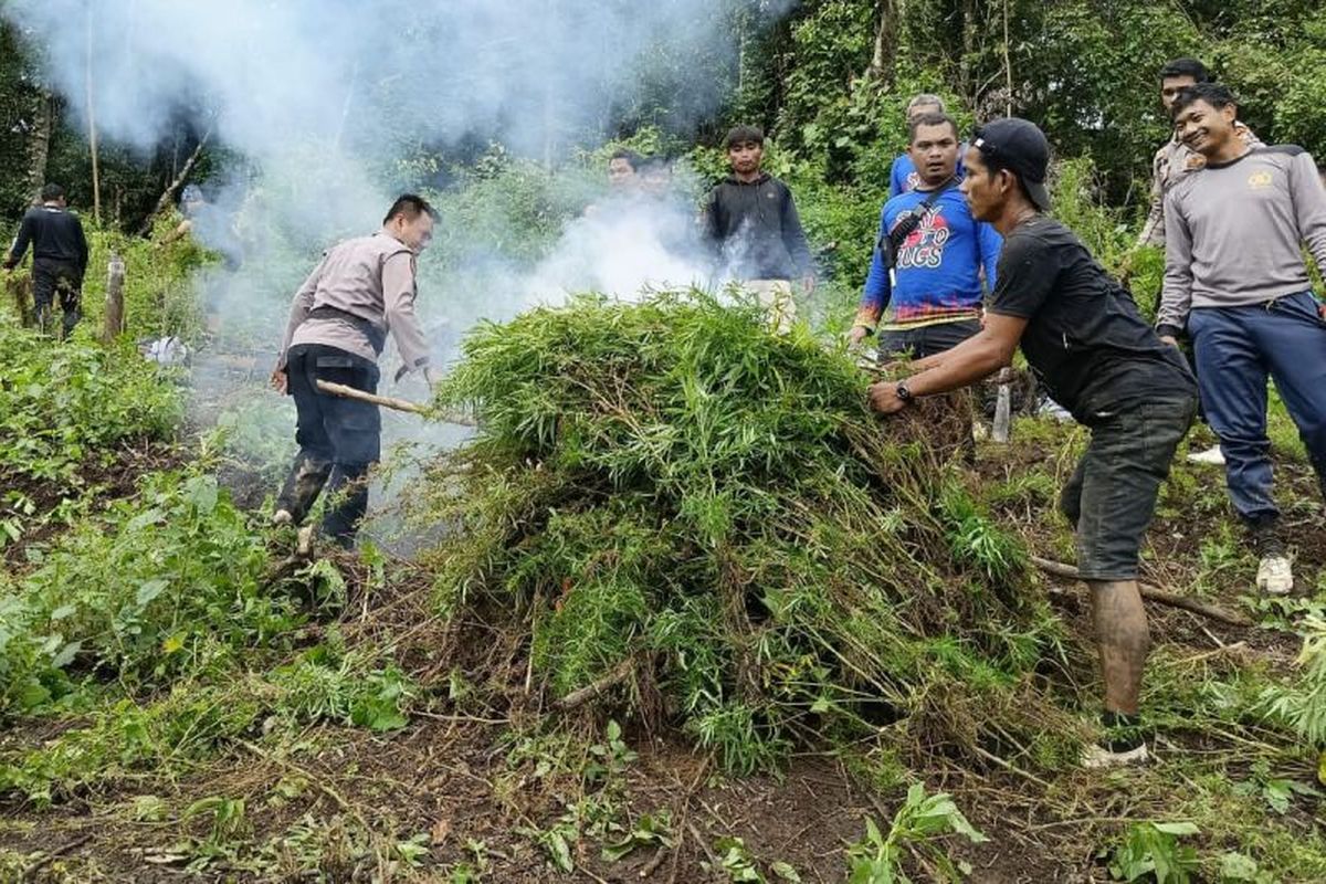 ganja, Mandailing Natal, ladang ganja, bakar ladang ganja, narkoba, pemusnahan ladang ganja, Polisi Kembali Bakar Ladang Ganja, Kali ini 10 Hektare di Sumut