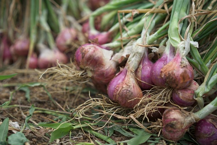 bawang merah, Tanaman bawang merah, Cara Menanam Bawang Merah di Kebun Rumah agar Hasil Melimpah