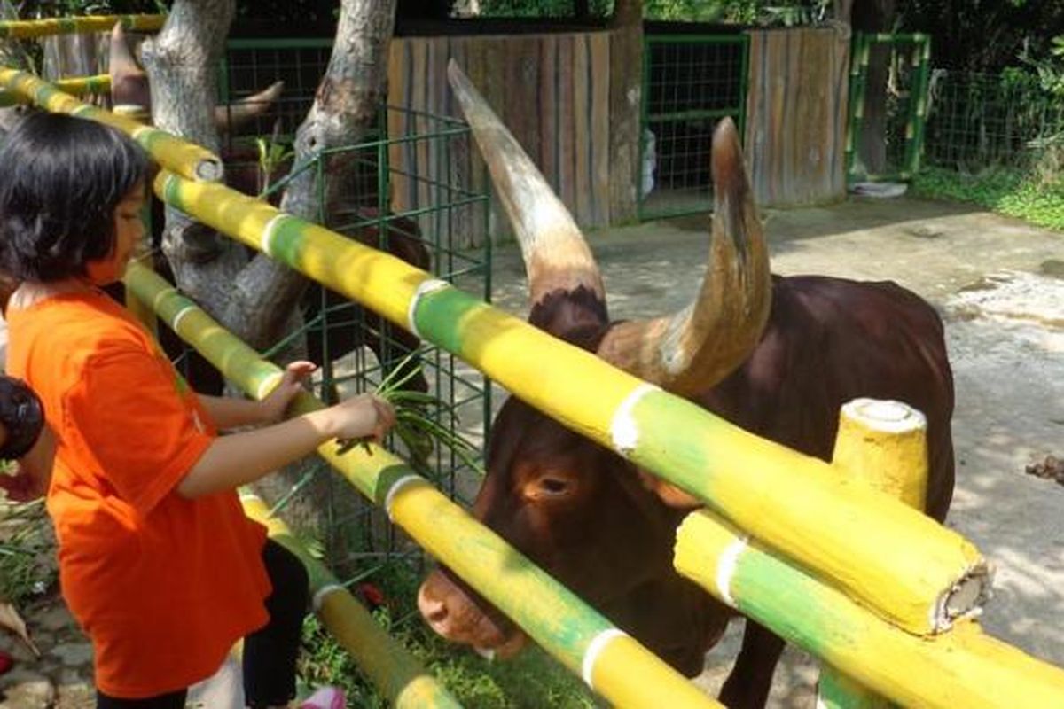 watusi, Ragunan, Satwa Unik Afrika Ini Sambut Pengunjung di Ragunan pada Tahun Baru 2026