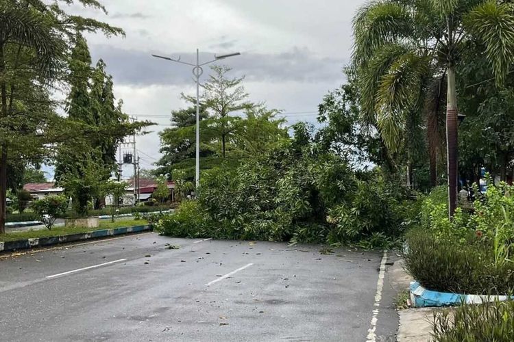 pohon tumbang, hujan, Motor, Ini yang Harus Dihindari Pengendara Saat Berkendara di Tengah Hujan