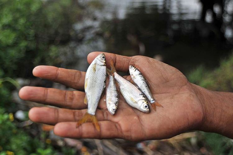 Danau Singkarak, banjir sumatera, Danau Singkarak Tercemar Sampah Kayu, Ekosistem dan Wisata Terancam