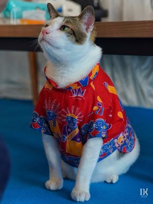tenun Tanimbar, bobby kertanegara kucing prabowo, hut ke 80 ri, bobby kartanegara, gaya bobby kartanegara, kucing motif batik, 6 Gaya Bobby Kertanegara, Kucing Prabowo yang Selalu Tampil Modis, 1. Gaya militer dengan kemeja loreng, 2. Santai dengan kemeja pastel, 3. Batik merah, 4. Batik ungu, 5. Batik cokelat, 6. Tenun ikat tanimbar