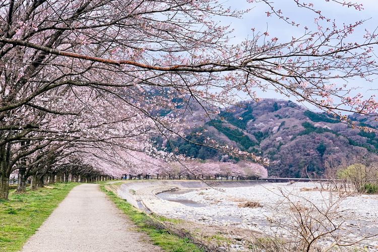 Luna Maya dilamar, Ingin Lamaran Romantis Seperti Luna Maya dan Maxime Bouttier, Ini Jadwal Mekar Bunga Sakura di Jepang, 1. Tokyo, 2. Kyoto, 3. Osaka, 4. Hiroshima, 5. Fukuoka, 6. Sendai (Tohoku), 7. Sapporo (Hokkaido)