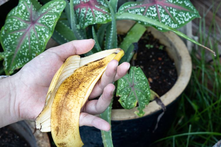 5 Cara Cerdas Manfaatkan Kulit Buah dan Sayur untuk Keperluan Rumah