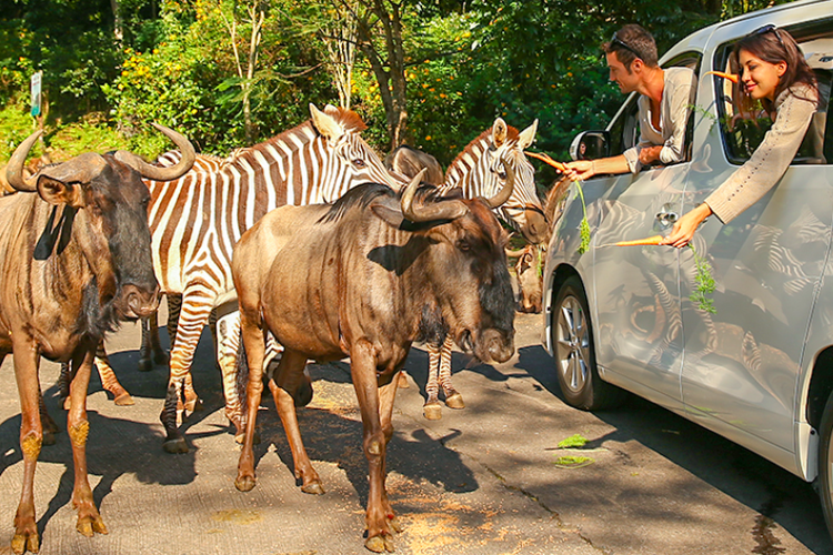 tiket masuk taman safari prigen, Tiket masuk taman safari prigen, harga tiket taman safari prigen 2025, harga tiket masuk taman safari prigen lebaran, tiket safari prigen pasuruan, Cek Harga Tiket Taman Safari Prigen Lebaran 2025