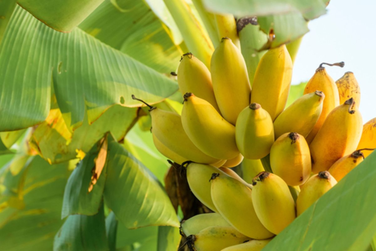 pisang terenak di dunia, pisang terenak di indonesia, apa itu pisang mas, apa itu pisang raja, daftar pisang terenak di dunia, Pisang Mas dan Pisang Raja Indonesia Jadi Juara Pisang Terbaik Dunia