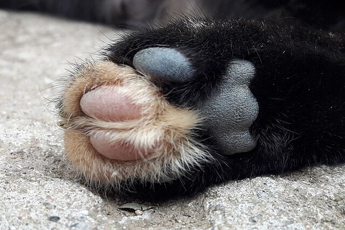 jejak kaki kucing, Kucing Abad Pertengahan Menginjak Manuskrip Kuno, Jejak Kakinya Bertahan 500 Tahun