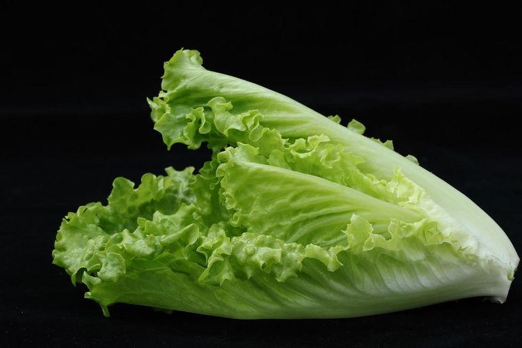 selada, bercak pada selada, Apakah Bercak Seperti Karat pada Daun Selada, Apakah Aman Dimakan?, Apa itu bercak seperti karat pada selada?, Apakah selada dengan bercak oranye aman dimakan?, Cara mencegah bercak pada selada makin parah, Kesimpulan