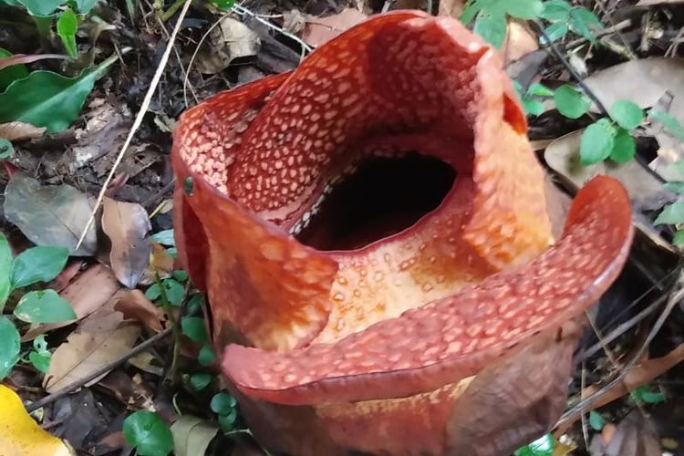 Bunga Rafflesia, Rafflesia arnoldii, Rafflesia Arnoldii, Rafflesia hasseltii, tempat melihat bunga rafflesia di Indonesia, 6 Tempat yang Bisa Dikunjungi untuk Lihat Bunga Rafflesia yang Mekar, 1. Kebun Raya Bogor, 2. Kebun Raya Cibodas, Cianjur, 3. Bengkulu, 4. Taman Nasional Gunung Leuser (TNGL), 5. Taman Nasional Kerinci Seblat (TNKS), 6. Taman Nasional Bukit Barisan Selatan (TNBBS)