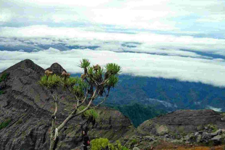 Gunung Ijen, Banyuwangi, gunung alternatif ijen, ijen ramai, 4 Gunung Alternatif Sekitar Banyuwangi, Saat Ijen Ramai Seperti Pasar, 1. Gunung Raung, 2. Gunung Ranti, 3. Gunung Gumitir, 4. Kawah Wurung