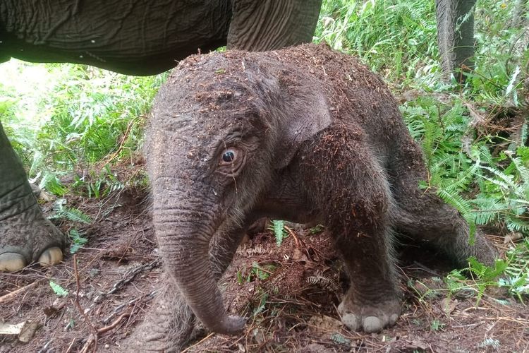 hutan Tesso Nilo, Taman Nasional Tesso Nilo, tesso nilo pelalawan, tesso nilo riau, keanekaragaman hayati hutan Tesso Nilo, flora dan fauna hutan Tesso Nilo, Keanekaragaman Hayati Taman Nasional Tesso Nilo, Termasuk yang Terkaya di Dunia, 1. Spesies mamalia, 2. Spesies burung, 3. Spesies ikan, 4. Spesies serangga, 5. Kelompok herpetofauna