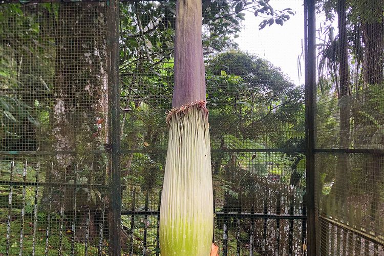 Kebun Raya Cibodas, Wisata Cibodas, Harga Tiket Kebun Raya Cibodas Tak Berubah, Berapa?