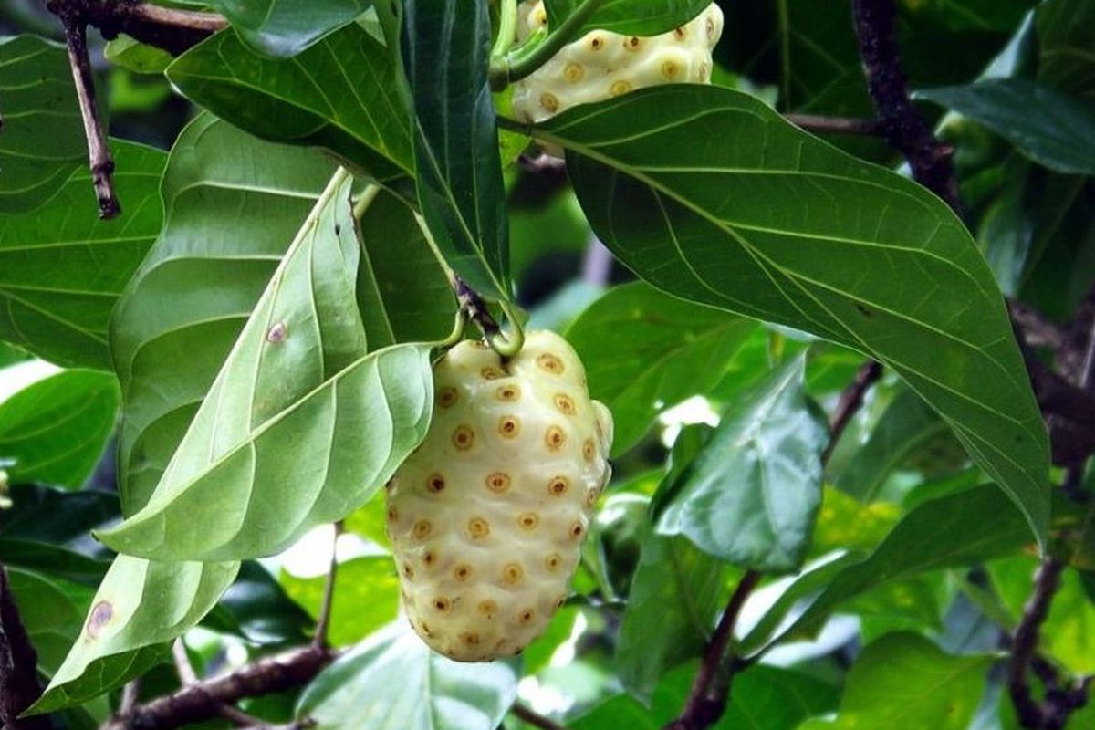 Buah mengkudu, asam urat, Asam urat, buah mengkudu, Buah Mengkudu, Cara mengolah mengkudu, Asam Urat, Jus mengkudu, jus mengkudu, cara mengolah mengkudu, mengkudu untuk asam urat, Cara Mengolah Buah Mengkudu untuk Asam Urat, Bisa Dijus atau Direbus