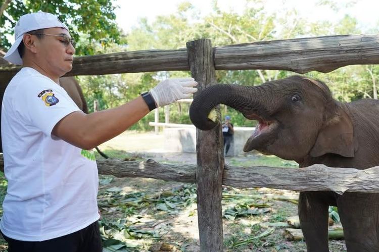 Taman Nasional Tesso Nilo, anak gajah di riau mati, Anak gajah Tari, Gajah Tari, anak gajah tari mati, Anak Gajah Tari di Tesso Nilo Mati Terinfeksi EEHV, Balai TN: Virus Ini Hanya Menyerang Gajah