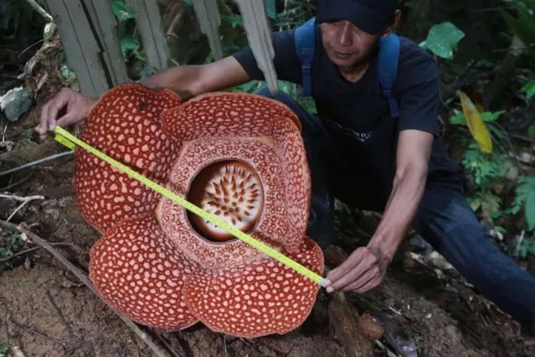 Bunga Rafflesia, Rafflesia arnoldii, Rafflesia Arnoldii, Rafflesia hasseltii, tempat melihat bunga rafflesia di Indonesia, 6 Tempat yang Bisa Dikunjungi untuk Lihat Bunga Rafflesia yang Mekar, 1. Kebun Raya Bogor, 2. Kebun Raya Cibodas, Cianjur, 3. Bengkulu, 4. Taman Nasional Gunung Leuser (TNGL), 5. Taman Nasional Kerinci Seblat (TNKS), 6. Taman Nasional Bukit Barisan Selatan (TNBBS)