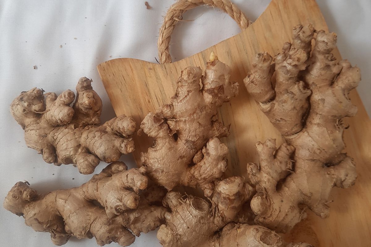 jahe, jahe emprit, Jahe, Jahe emprit, Pakar IPB, jahe emprit lebih pedas, Jahe Emprit: Pedasnya Lebih Kuat, Khasiatnya Lebih Hebat