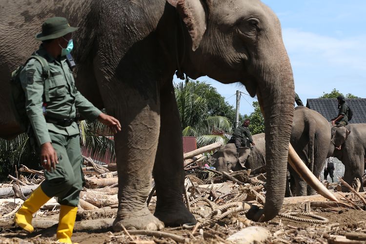 BKSDA Aceh, gajah sumatera, banjir sumatera, banjir sumatra, BERITA FOTO: Gajah Jinak Dikerahkan BKSDA Aceh untuk Bersihkan Puing Banjir Bandang di Pidie Jaya