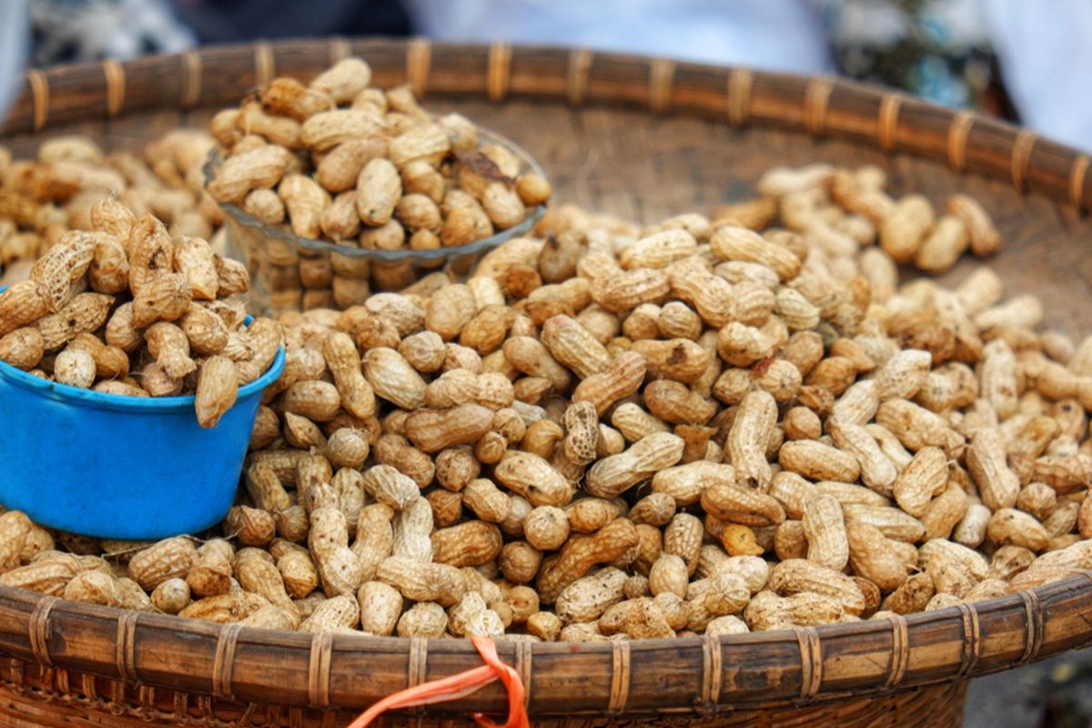 kacang rebus, Cara merebus kacang, cara merebus kacang hijau agar cepat empuk, Cara merebus kacang biar enak, cara merebus kacang tanah biar enak, 6 Cara Merebus Kacang Tanah agar Enak dan Empuk Lebih Cepat, 1. Bersihkan kacang sampai benar-benar higienis, 2. Rendam terlebih dahulu, 3. Rebus cukup lama, 4. Tambahkan garam saat memasak, 5. Tutup panci setelah matang, 6. Tiriskan sebelum disajikan