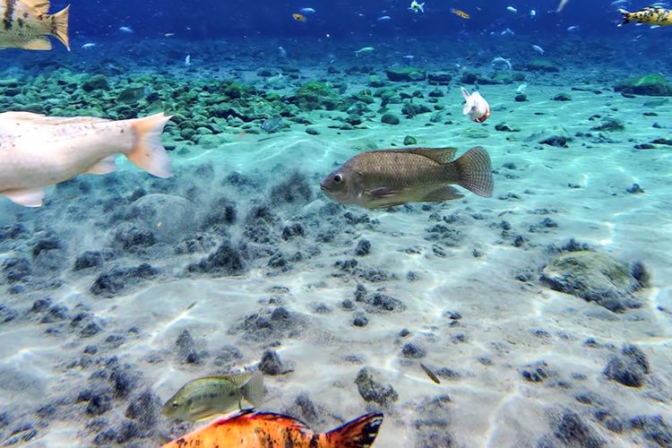 Ponggok, Umbul Ponggok, mata air Umbul Ponggok, Cara Melihat Mata Air Umbul Ponggok, Tidak Harus Bisa Berenang
