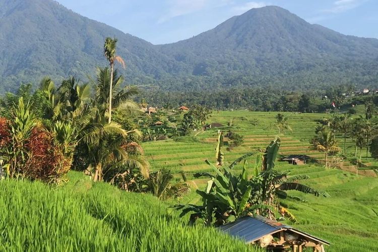 wisatawan, Lebaran, libur Lebaran, wisatawan nusantara, wisatawan mancanegara, Jatiluwih Bali Panen Turis Saat Libur Lebaran 2026, Diserbu 7.983 Wisatawan