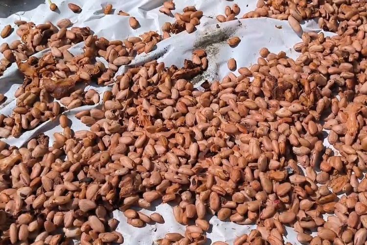kopi, Ekspor, kakao, Kopi dan Kakao Indonesia Laris Manis di Luar Negeri
