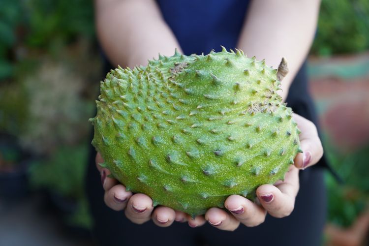 minuman sirsak, jus sirsak, Jus sirsak, sirsak untuk asam urat, resep sirsak asam urat, daun sirsak untuk asam urat, Cara Membuat Minuman Sirsak untuk Asam Urat, Pakai Buah dan Daunnya, Jus sirsak mint, Jus sirsak dan apel, Jus sirsak dan madu, Air rebusan daun sirsak