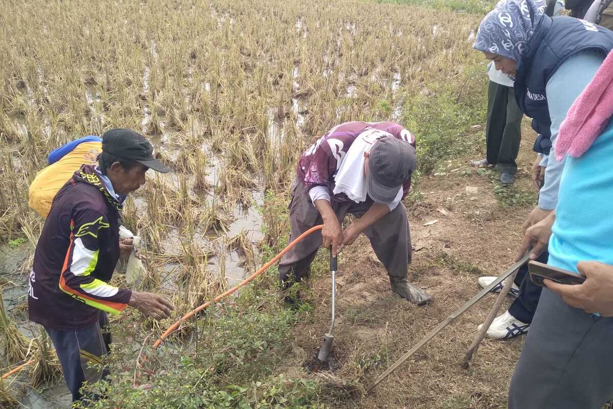Kulon Progo, hama tikus, cara basmi hama tikus di sawah, cara basmi hama tikus di kkuon progo, basmi tikus dengan geropyokan, basmi hama tikus dengan emposan, Cara Basmi Hama Tikus secara Efektif di Kulon Progo, Geropyokan dan Emposan