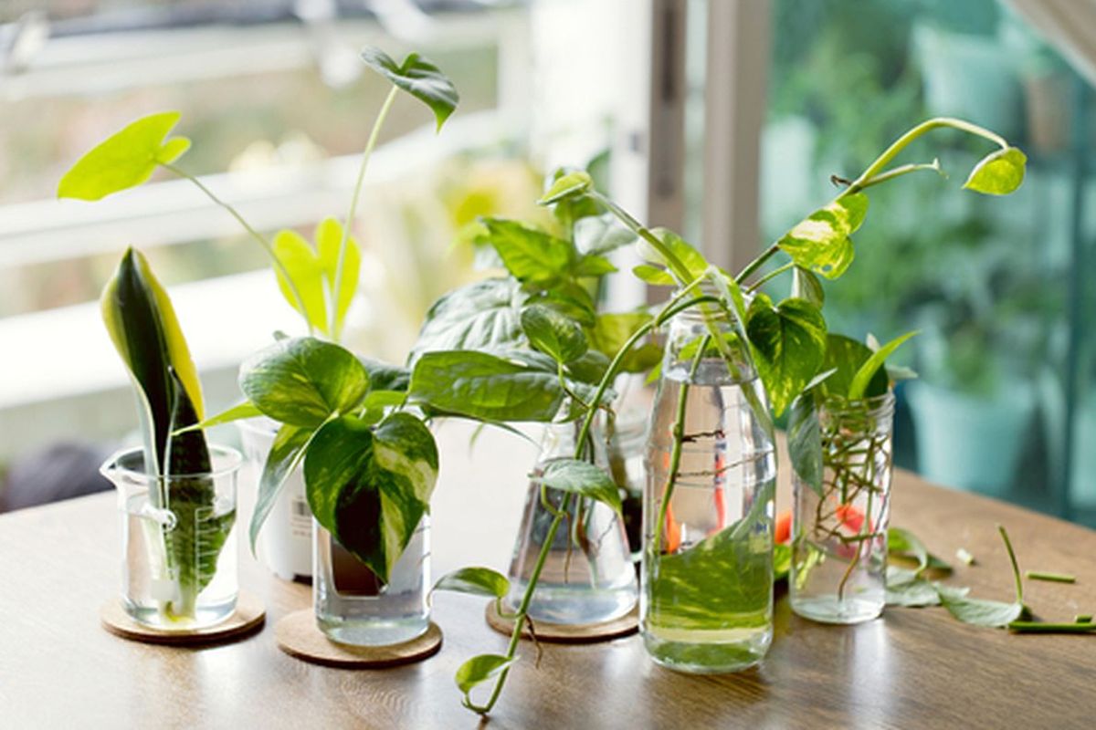 cara menanam sayuran, tanaman sayur indoor, sayur di apartemen, tanaman sayur di pot, 9 Sayuran yang Bisa Ditanam Indoor, Tetap Subur tanpa Pekarangan, 1. Wortel, 2. Daun Bawang, 3. Aneka Herba, 4. Cabai Pedas, 5. Daun Salad, 6. Microgreens, 7. Kentang, 8. Lobak, 9. Tomat