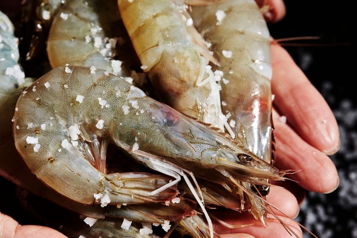 udang segar, udang, Udang, Udang Segar, Udang segar, tips memilih udang segar, Tips Memilih Udang Segar agar Tidak Salah Beli, 1. Kepala masih menempel, 2. Kulit tidak terlepas dari daging, 3. Tekstur daging kencang dan elastis, 4. Aroma khas laut yang segar