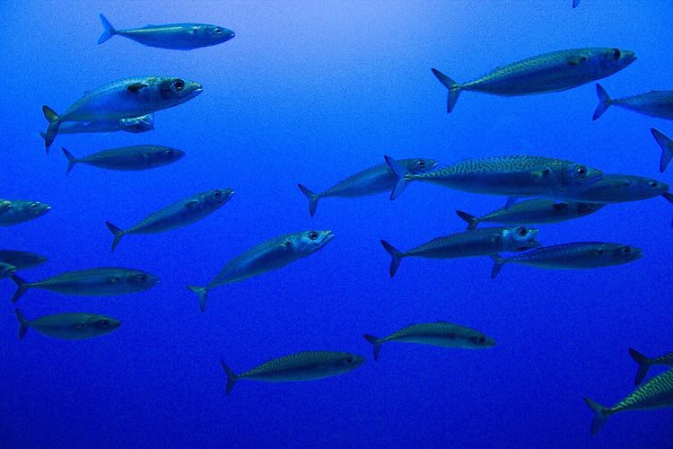 kesegaran ikan, limbah makanan, Peneliti di Jepang Temukan Cara Cek Ikan Segar lewat Matematika