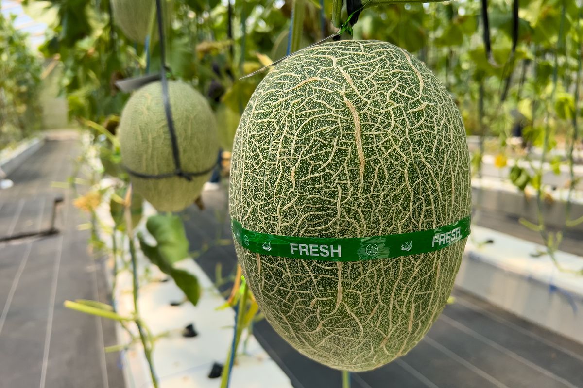 Wonogiri, Melon, Menemukan Melon Renyah, Manis, dan Juicy di Sudut Wonogiri