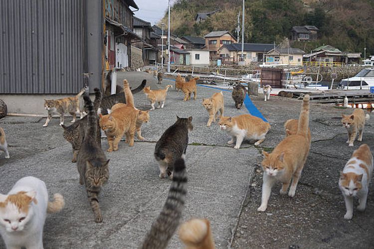 pulau kucing, Pulau kucing, pulau kucing di Jepang, pulau kucing di jepang, pulau banyak kucing di jepang, apa nama pulau kucing di jepang, Pecinta Anabul, Ini 7 Pulau Kucing di Jepang yang Menarik Dikunjungi, 1. Aoshima, Ehime, 2. Genkaishima, Fukuoka, 3. Aijima, Fukuoka, 4. Enoshima, Kanagawa, 5. Sanagishima, Kagawa, 6. Kadarashima, Saga, 7. Okishima, Shiga