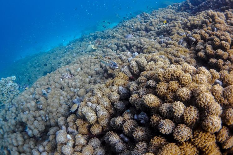 Raja Ampat, 7 Spot snorkeling terbaik di Raja Ampat, 7 spot snorkeling terbaik di Raja Ampat, raja ampat, Wisata Raja Ampat, 7 Spot Snorkeling Terbaik di Raja Ampat, 7 Spot Snorkeling Terbaik di Raja Ampat dan Mengapa Kita Harus Menjaganya, 1. Pulau Arborek, 2. Desa Yenbuba, 3. Desa Sawandarek, 4. Pulau Friwen, 5. Pulau Kri, 6. Manta Sandy, 7. Teluk Kabui 