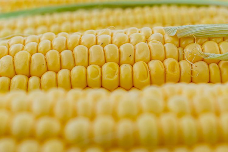 Jangan Salah Pilih, Ini Cara Pilih Jagung Manis ala Chef