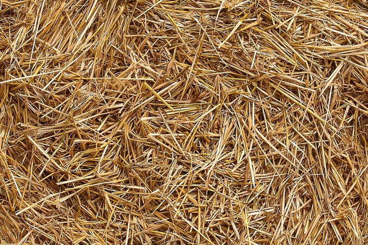 jerami, BRIN, Bobibos, bahan bakar alternatif, bobibos, Inovasi Bobibos: Jerami Jadi Bahan Bakar, Fakta atau Mitos?