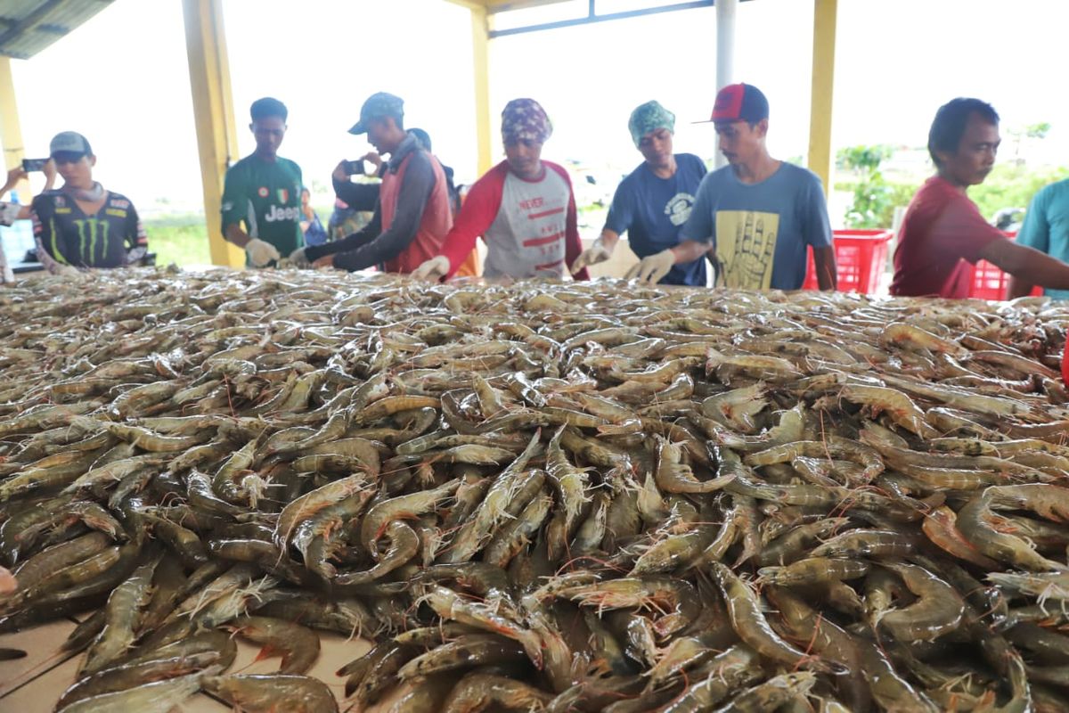 Cesium-137, fda as, udang ekspor, FDA Beri Dispensasi, Ribuan Kontainer Udang Indonesia Bisa Masuk Amerika Serikat