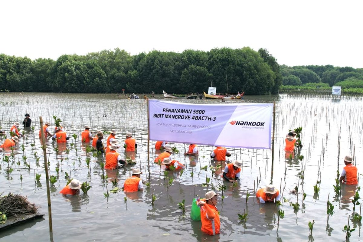 mangrove, Hankook Tire, Cara Perusahaan Ban Peduli Terhadap Lingkungan