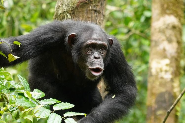 6 Hewan dengan Ingatan Paling Kuat di Dunia, Ada Tupai hingga Gajah, 1. Gajah, 2. Paus biru, 3. Tupai, 4. Lumba-lumba, 5. Burung gagak, 6. Simpanse
