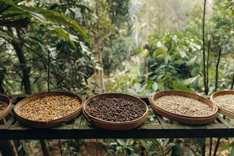 TasteAtlas, kopi, Indonesia, kopi Indonesia, biji kopi, Daftar 9 Kopi Terbaik di Indonesia Menurut TasteAtlas, Apa Saja?, 1. Akasa Coffee – Honey (Kintamani, Bali), 2. Expat. Roasters – Bali Kintamani Natural Espresso, 3. Wahana Estate – Indonesia Sumatra Sidikalang, 4. Seven Bika Coffee – Java Preanger, 5. Tanamera Coffee – Espresso Blend, 6. Seniman Coffee – Sulawesi Toraja, 7. Puntang Coffee – Arabica Wine, 8. El’s Coffee – Kopi Lampung, 9. Mandailing Estate Coffee – Pure Wild Kopi Luwak