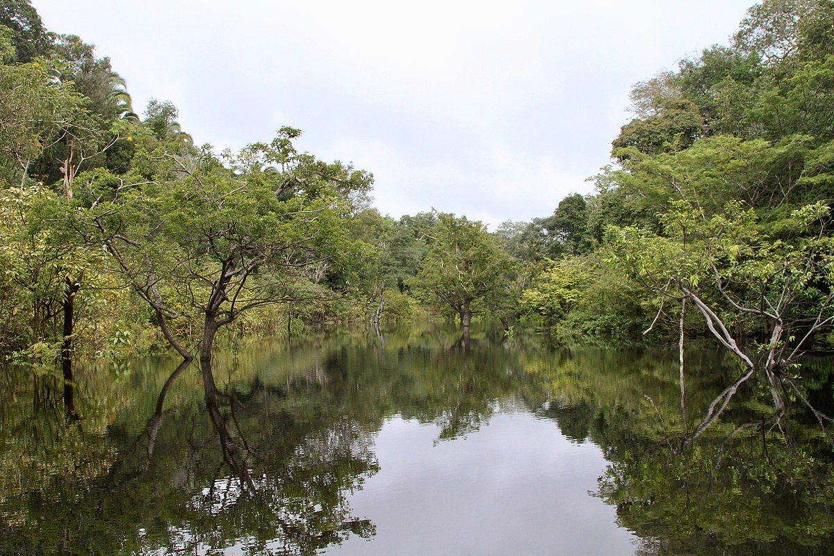 hutan Amazon, Brasil, hutan Amazon Brasil, Hutan Amazon, brasil, hutan amazon, wisata hutan amazon, hutan amazon brasil, lokasi hutan amazon brasil, Wisata Hutan Amazon Brasil, Ini Ragam Aktivitas yang Bisa Dicoba, 1. Menyusuri hutan Amazon dengan perahu, 2. Melihat satwa liar, 3. Berkunjung ke tempat masyarakat lokal, 4. Mengunjungi taman nasional