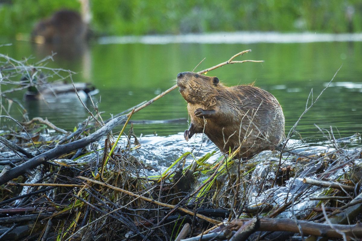 berang-berang, bendungan, Ceko, Berang-berang, Republik Ceko, Berang-berang Bangun bendungan, Berang-berang Bangun Bendungan di cheko, Berang-berang Bangun Bendungan Alami di Ceko, Selamatkan Ekosistem dan Hemat Rp 23 Miliar